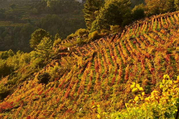 Visite las maravillas de A Ribeira Sacra